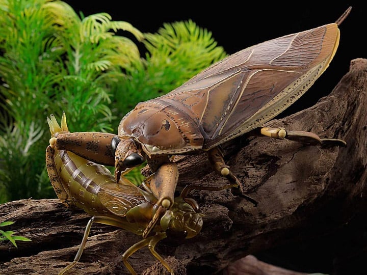 Revoltech RevoGeo Lethocerus deyrollei (Giant Water Bug) Gallery Image 1