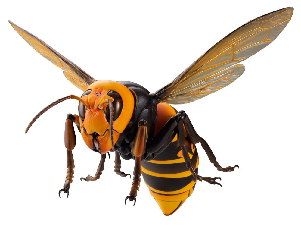 Revoltech RevoGeo Vespa Mandarinia (Asian Giant Hornet) (Reissue) Gallery Image 6