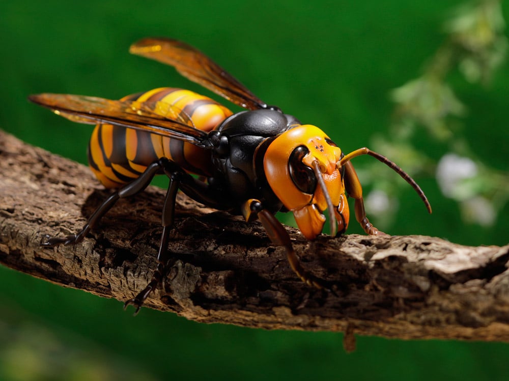 Revoltech RevoGeo Vespa Mandarinia (Asian Giant Hornet) (Reissue) Gallery Image 18