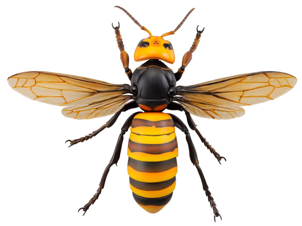 Revoltech RevoGeo Vespa Mandarinia (Asian Giant Hornet) (Reissue) Gallery Image 4