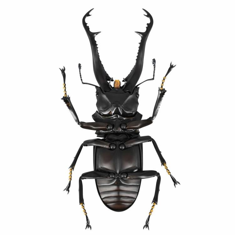 Revoltech RevoGeo RG007 Prosopocoilus giraffa (Giraffe Stag Beetle) Gallery Image 4