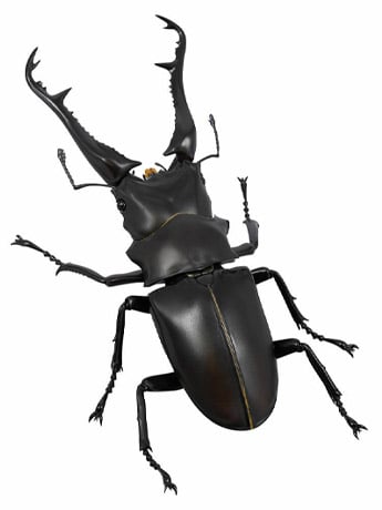 Revoltech RevoGeo RG007 Prosopocoilus giraffa (Giraffe Stag Beetle) Gallery Image 2