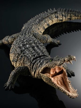 貴重！迫力サイス！45ｃｍ ナイルワニ （Nile crocodile） 頭骨 The Diversity of Life on Earth Ultimate Nile Crocodile Exclusive