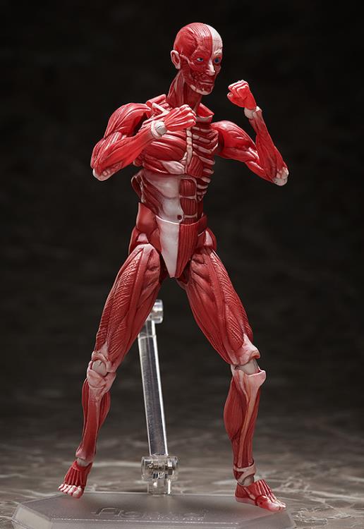 figma SP-142 Human Anatomical Model Gallery Image 7