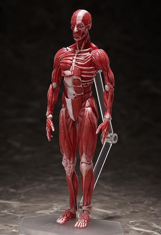 【未開封品】 FREEing 　figma SP-142 人体模型フィギュア figma SP-142 Human Anatomical Model