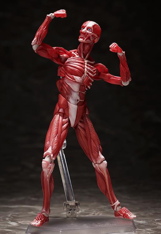figma SP-142 Human Anatomical Model Gallery Image 6
