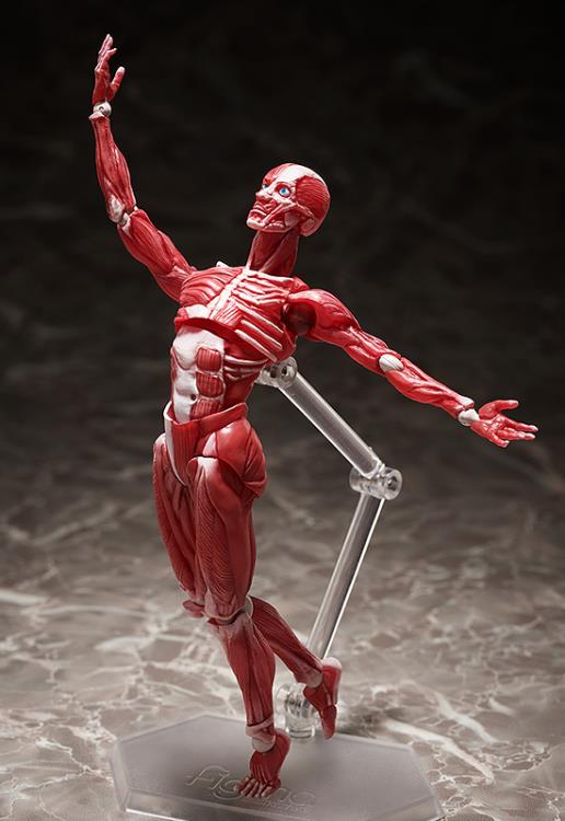 Figma SP-142 Human Anatomical Model - Freeing Figure
