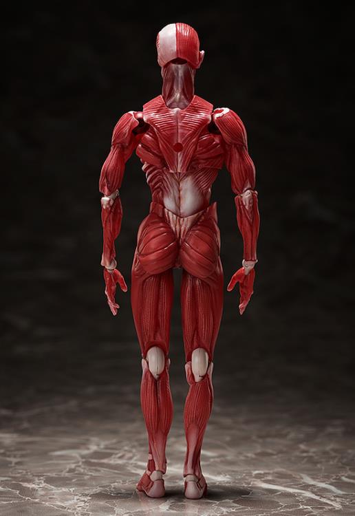 figma SP-142 Human Anatomical Model Gallery Image 5