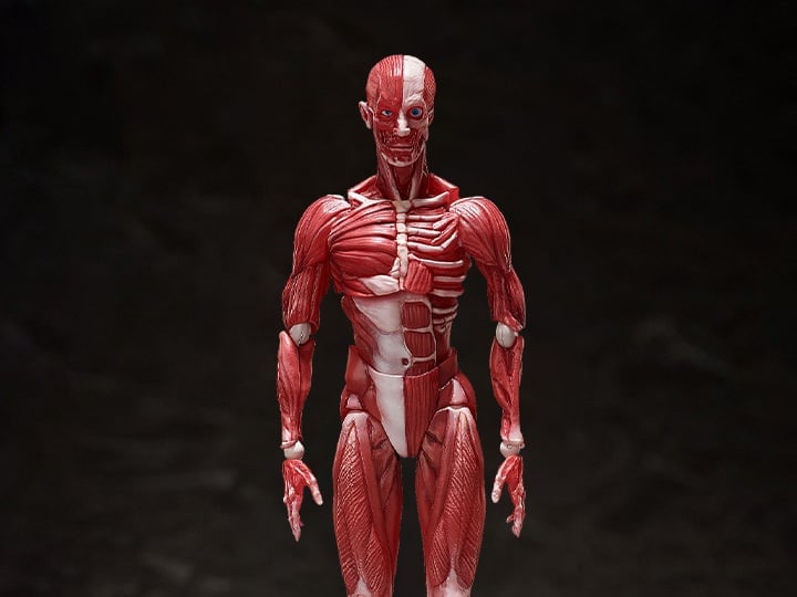figma SP-142 Human Anatomical Model Gallery Image 1