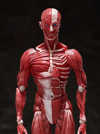 figma SP-142 Human Anatomical Model
