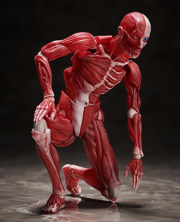 figma SP-142 Human Anatomical Model Gallery Image 8