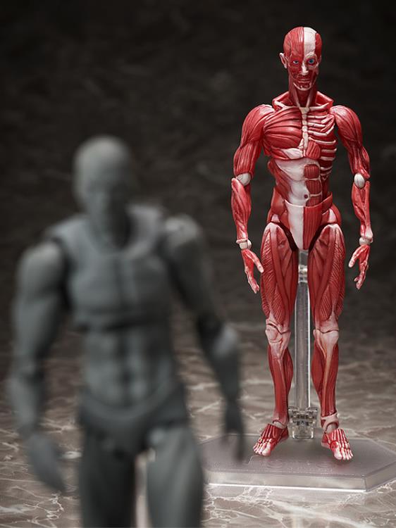 【未開封品】 FREEing 　figma SP-142 人体模型フィギュア Amazon | 開封 FREEing フリーイング figma SP-142 人体模型