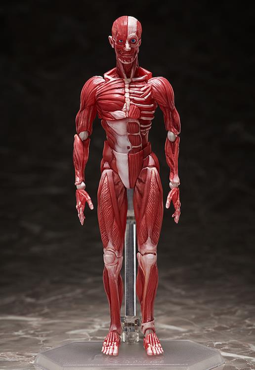 【未開封品】 FREEing 　figma SP-142 人体模型フィギュア figma SP-142 Human Anatomical Model