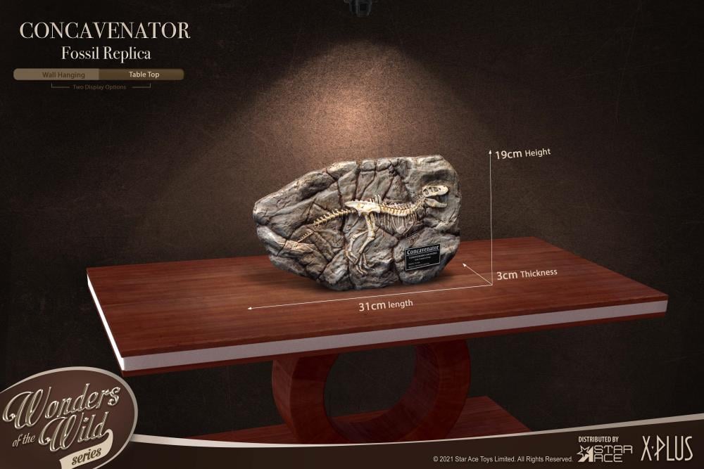 Wonders of the Wild Concavenator Fossil Replica Gallery Image 8