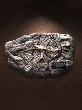 Wonders of the Wild Concavenator Fossil Replica Gallery Image 2