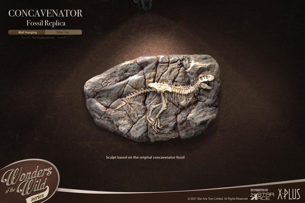 Wonders of the Wild Concavenator Fossil Replica Gallery Image 5