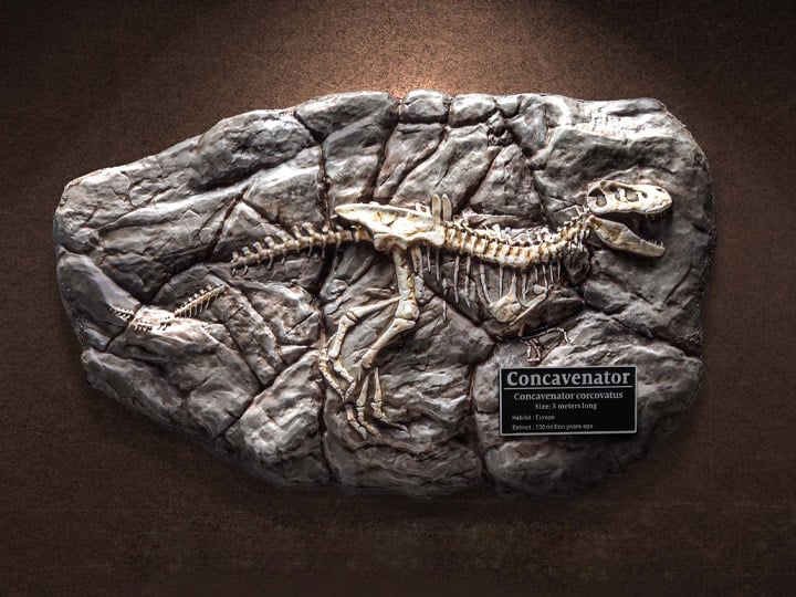Wonders of the Wild Concavenator Fossil Replica Gallery Image 1