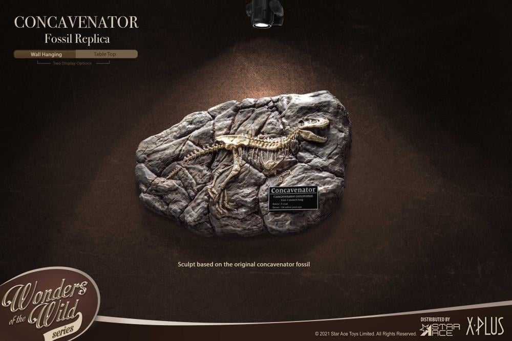 Wonders of the Wild Concavenator Fossil Replica Gallery Image 3