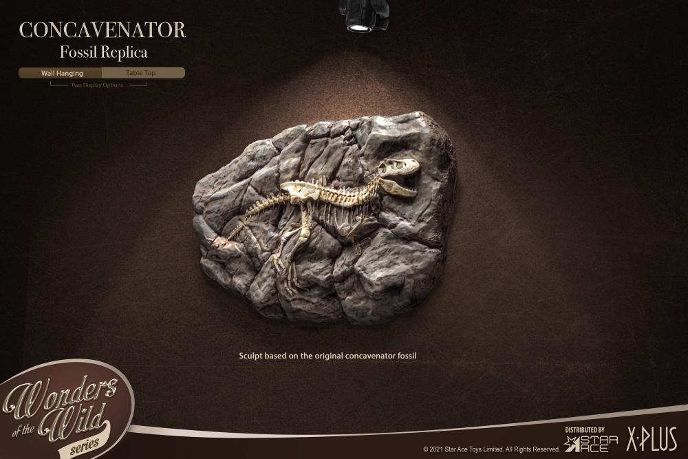 Wonders of the Wild Concavenator Fossil Replica Gallery Image 4