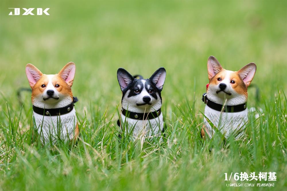 Welsh Pembroke Corgi 1/6 Scale Figure (Ver. A) Gallery Image 8