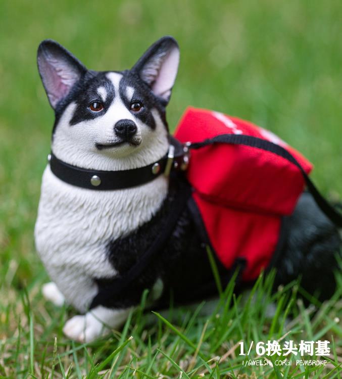 Welsh Pembroke Corgi 1/6 Scale Figure (Ver. A) Gallery Image 7