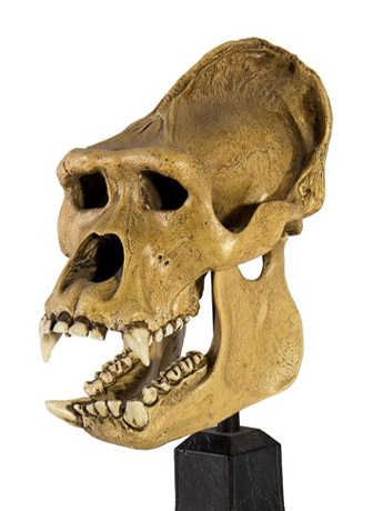 King Kong (2005) Kong Skull Limited Edition Replica